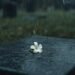 What We Carry When We Say Goodbye - a single flower placed at a gravesite in the rain