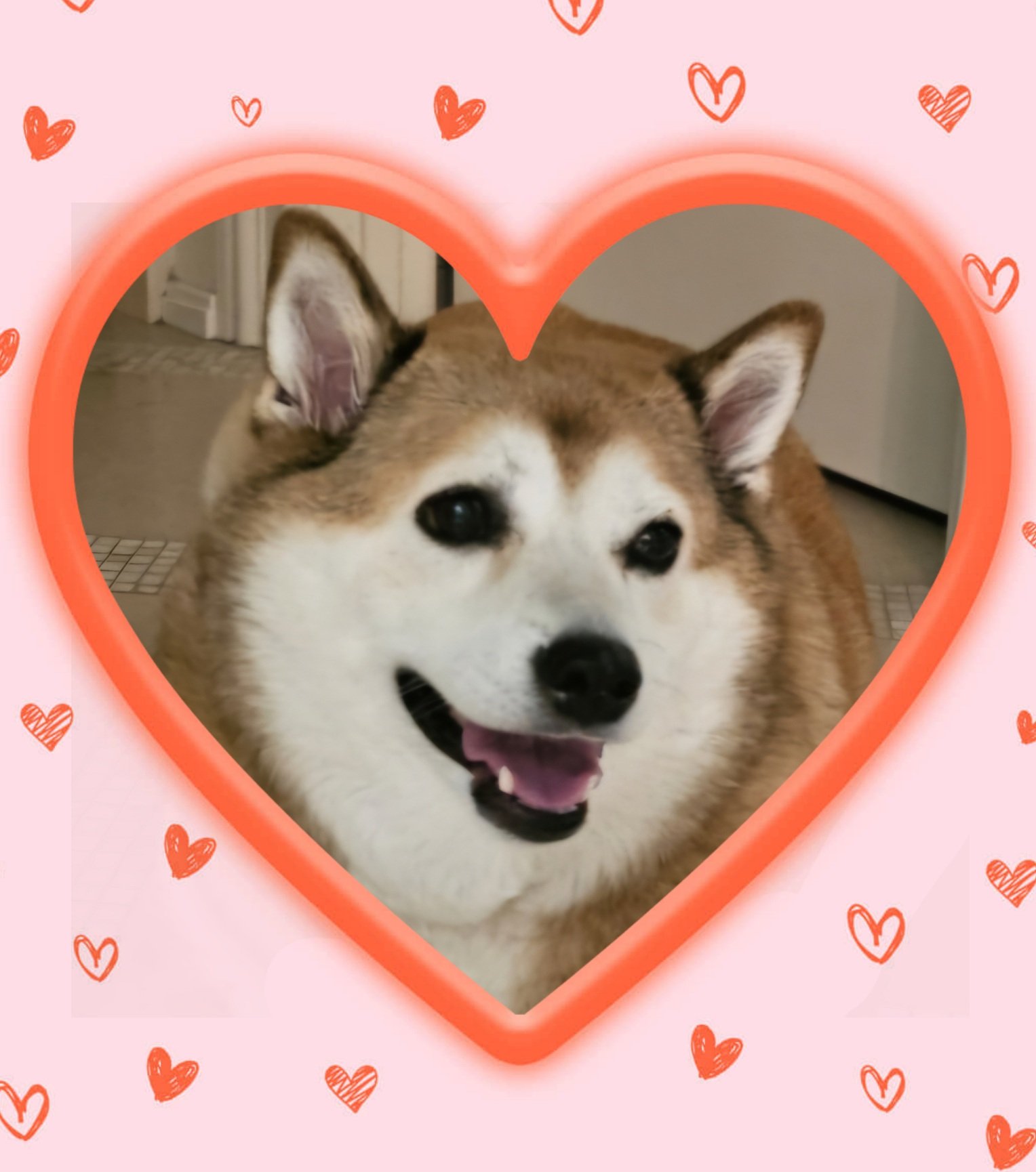 A Dog Is a Lighthouse for a Life.
Today I am raising three Shiba daughters — Sarah, who just turned ten, and Pola and Ella, both two years old.
