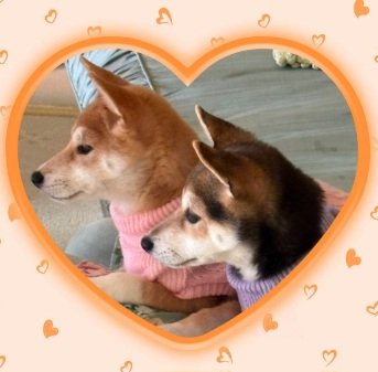 The Road I Have Walked With Dogs
You are the most lovable one in the world. I'm so happy to have met you. Don't worry about anything, I will protect you